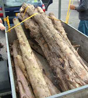 Logs in trailer