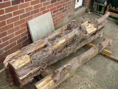 The big log